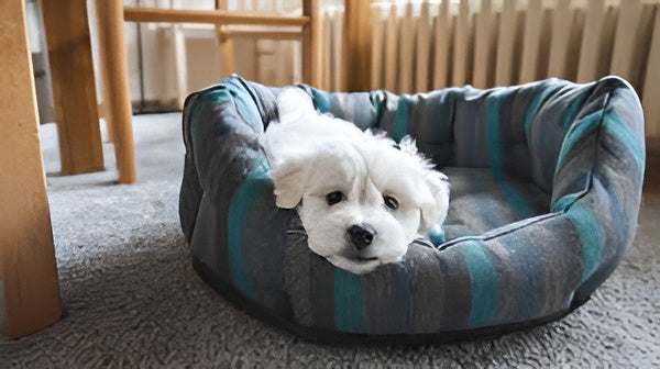 Choosing The Perfect Pet Bed